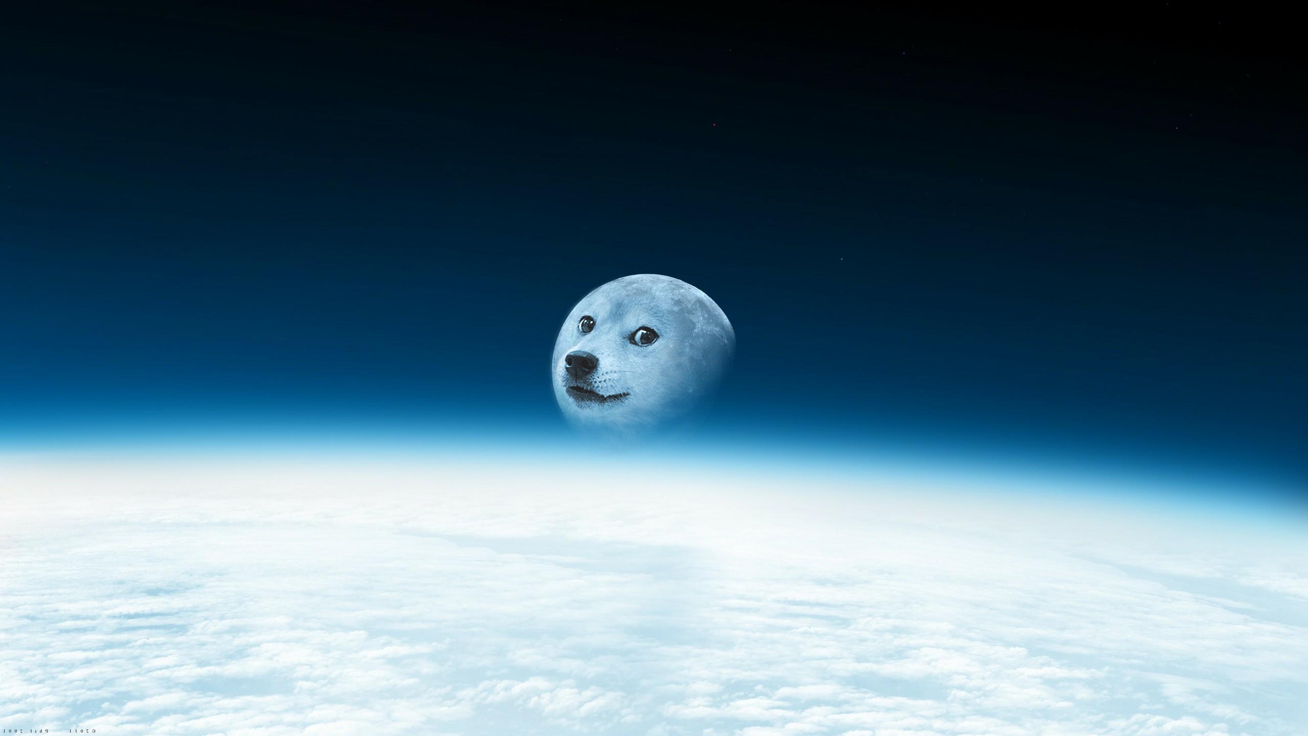 Humor Doge HD Wallpaper | Background Image
