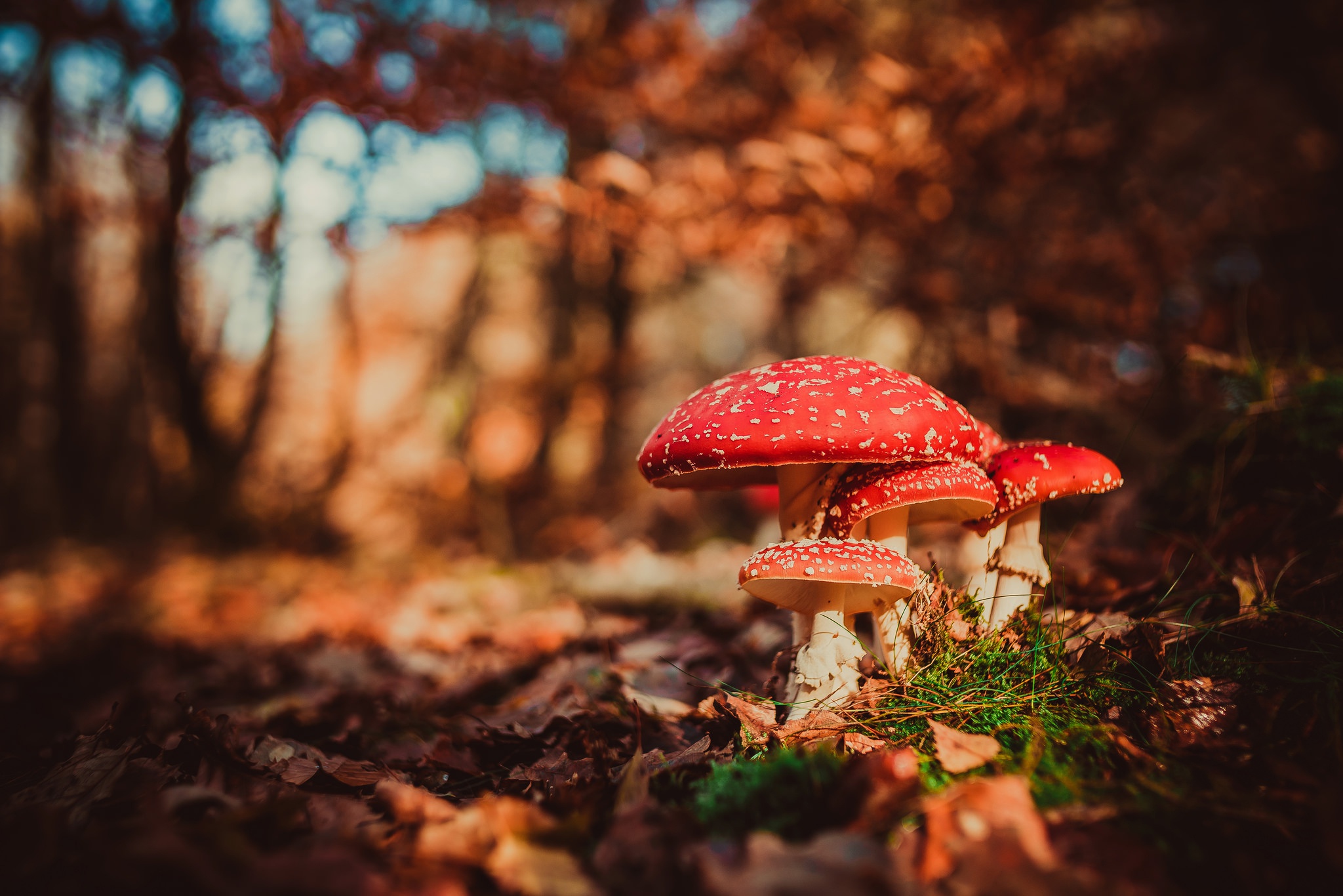 Download Fall Close-up Bokeh Nature Mushroom HD Wallpaper