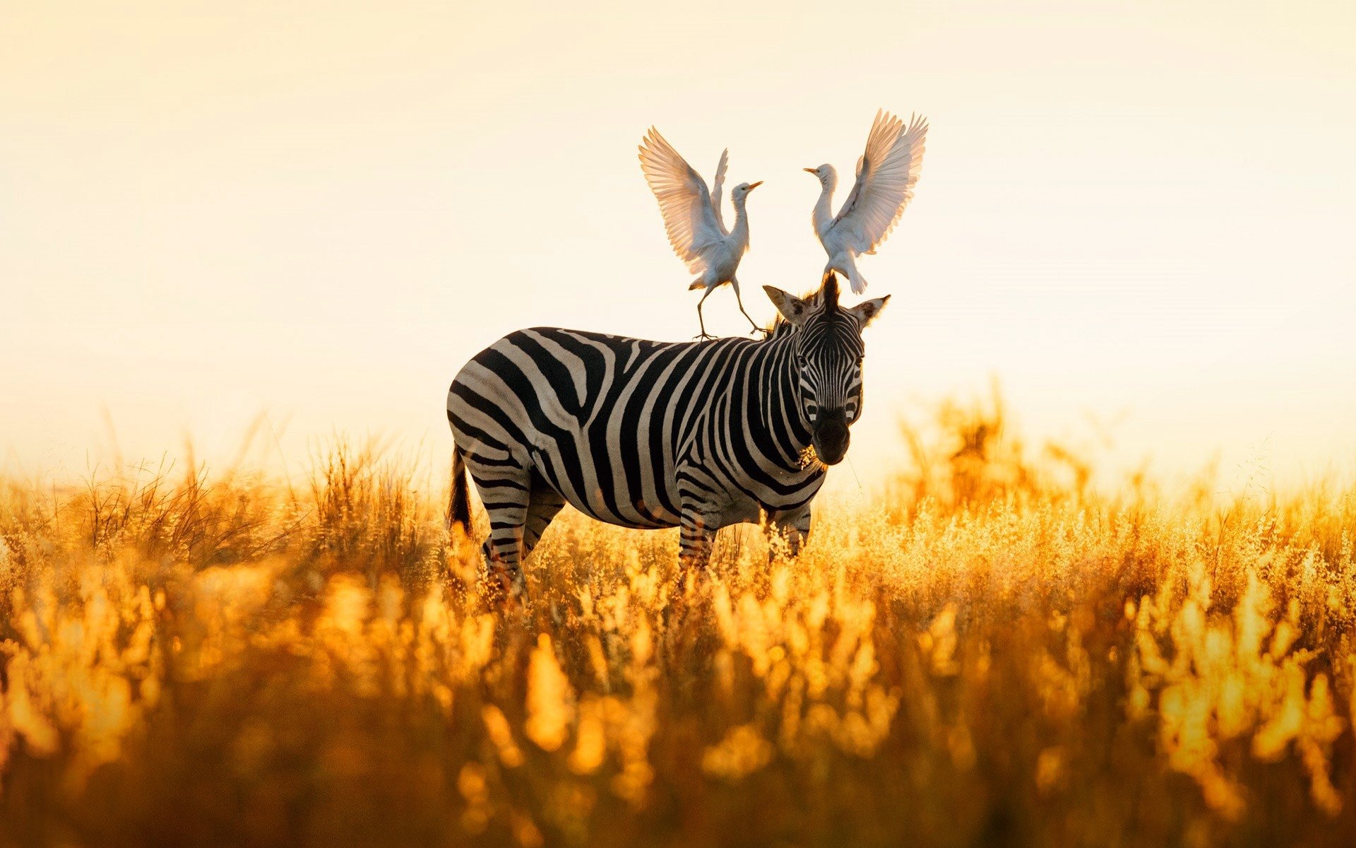 A zebra stands in golden grass at sunrise with two egrets landing on its back, creating a striking HD desktop wallpaper of animals in a sunny natural setting.