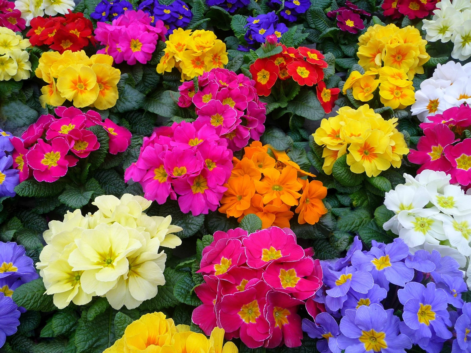 Vibrant carpet of red, blue, white, yellow and pink primroses on green leaves — colorful nature scene as a 2K Quad HD PC desktop wallpaper background.
