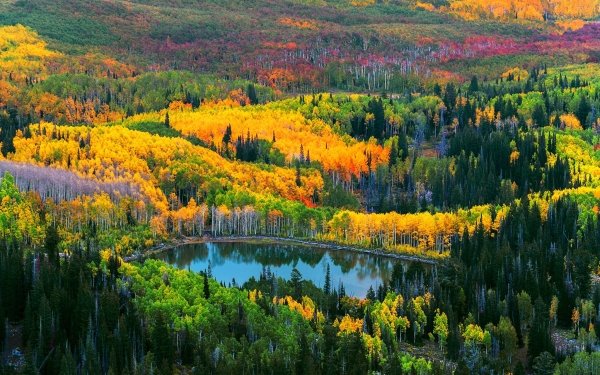Earth Forest Nature Aerial Landscape Fall Tree Lake HD Wallpaper | Background Image