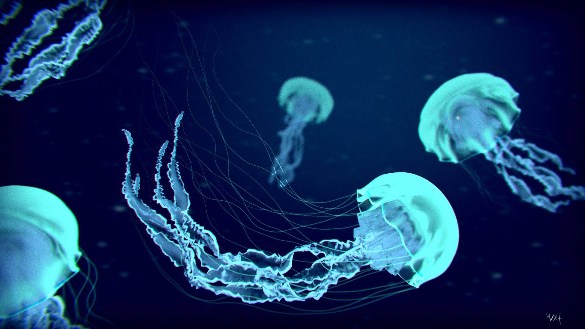 220+ Jellyfish HD Wallpapers and Backgrounds
