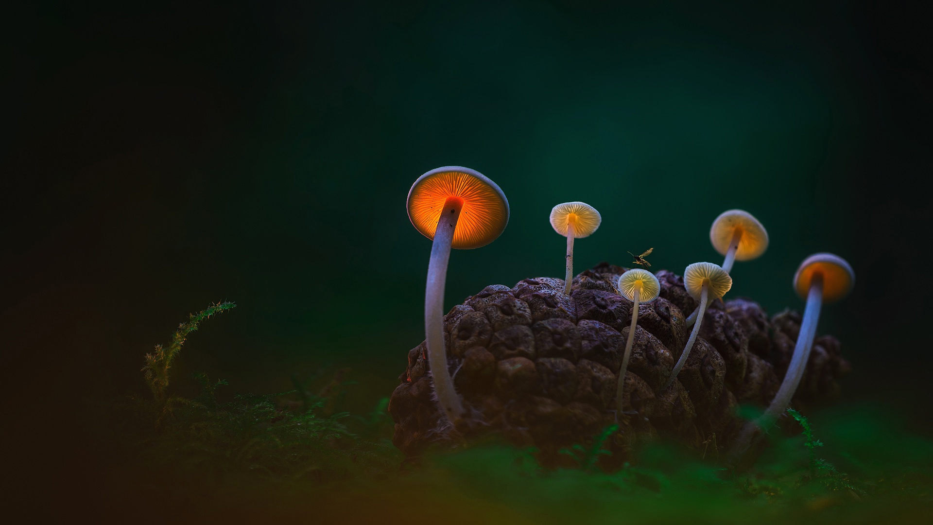 Fungus wallpapers - backiee