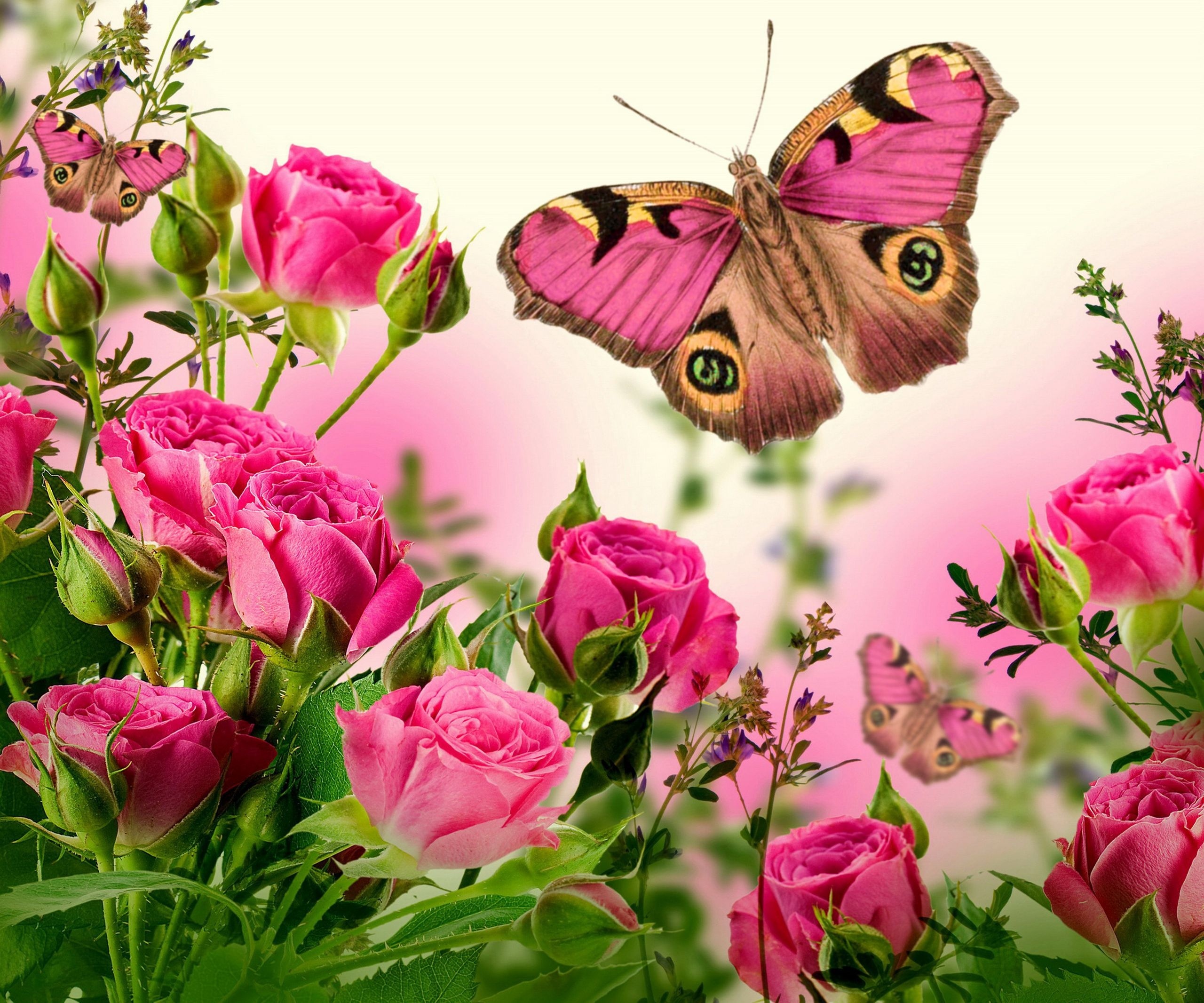 Roses And Butterfly Hd Wallpaper Background Image 2560x2132