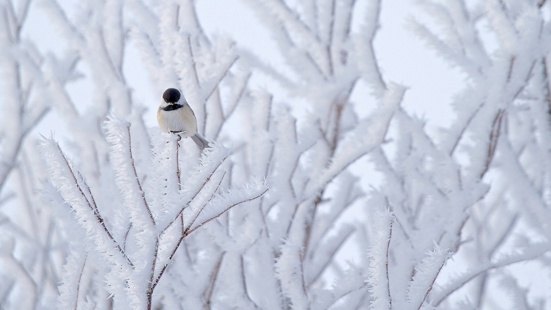 Chickadee HD Wallpaper