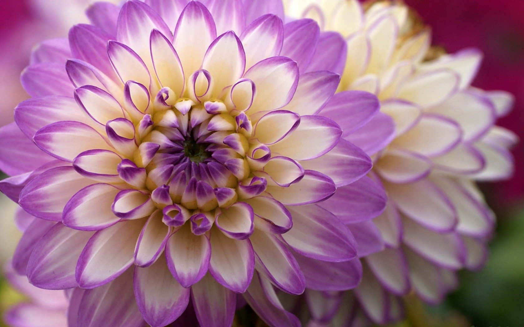 Purple Dahlia Flower Wallpaper