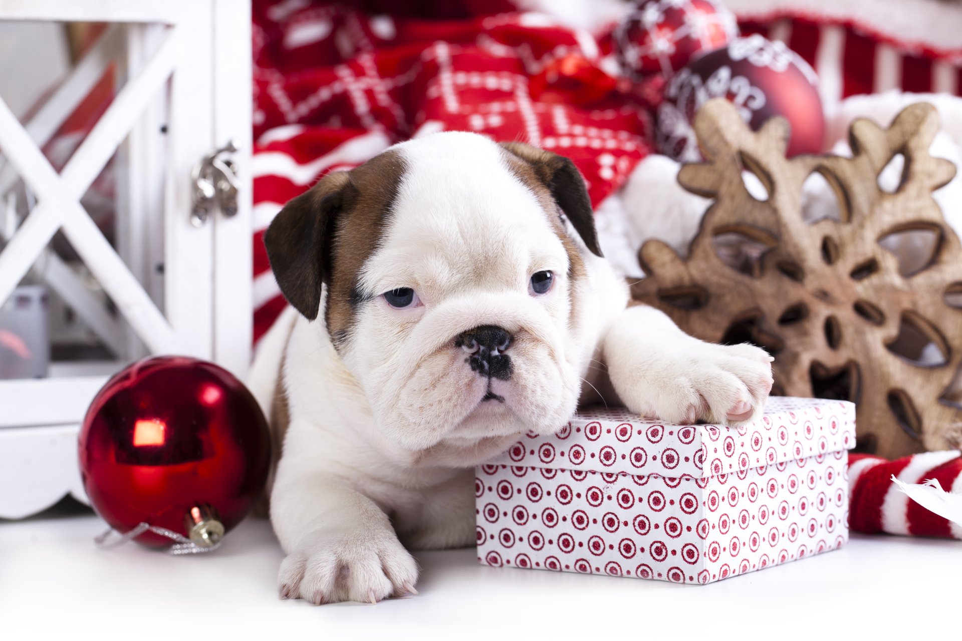 Christmas Puppy Gift: Festive 4K Holiday Dog Wallpaper Magic, image size:1920x1280