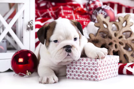 A cute puppy rests its paw on a wrapped gift surrounded by red Christmas ornaments and holiday decorations, captured in vibrant 4K Ultra HD.