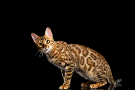 cat Animal bengal cat HD Desktop Wallpaper | Background Image