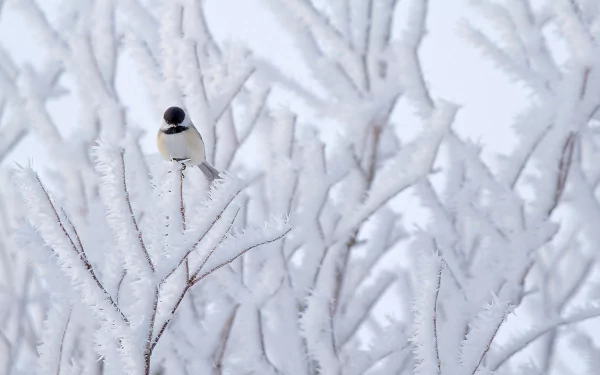 white frozen winter Animal chickadee HD Desktop Wallpaper | Background Image