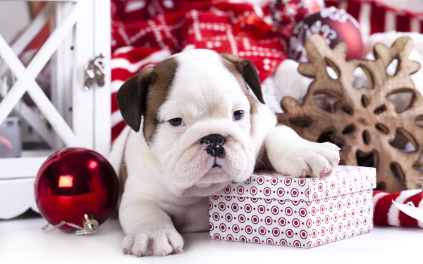 A cute puppy rests its paw on a wrapped gift surrounded by red Christmas ornaments and holiday decorations, captured in vibrant 4K Ultra HD.