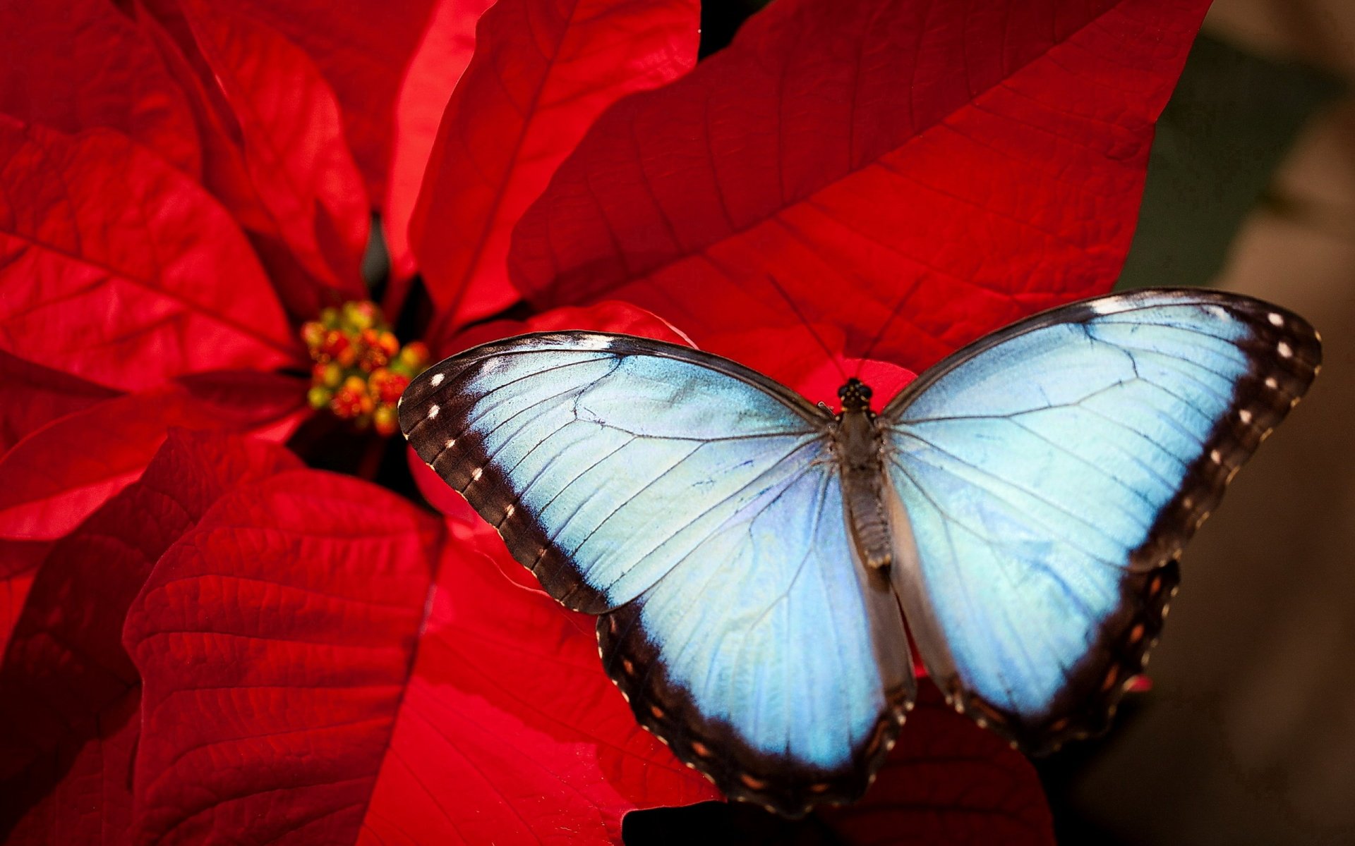 Vivid 2K Quad HD desktop wallpaper: pale blue butterfly (animal) perched on a bright red poinsettia flower, close-up showing wing detail against deep crimson petals.