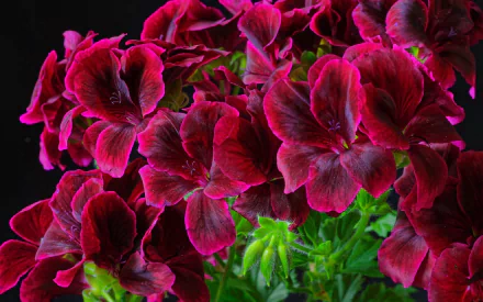 Dark Red Flowers