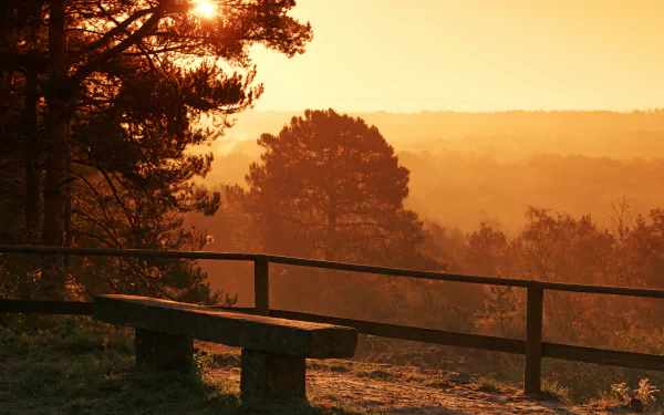 A stone bench overlooks a scenic autumn landscape with tall trees bathed in golden sunlight, creating a serene and picturesque HD desktop wallpaper and background.