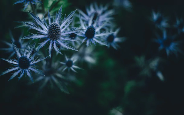 nature plant HD Desktop Wallpaper | Background Image