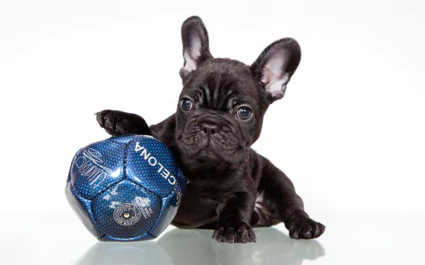 HD desktop wallpaper of an adorable French Bulldog puppy resting a paw on a blue ball, showing its muzzle and playful expression. The image features a white background, enhancing the puppy's cute appearance.