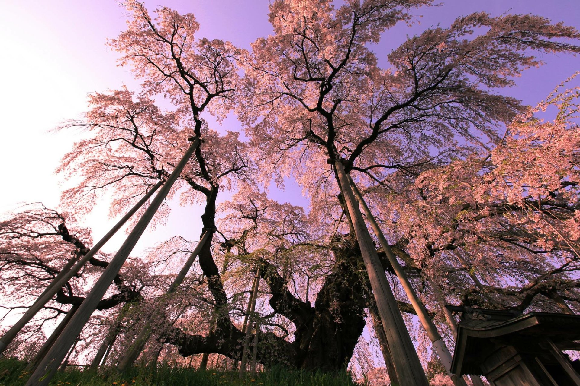 Cherry Blossom Trees.