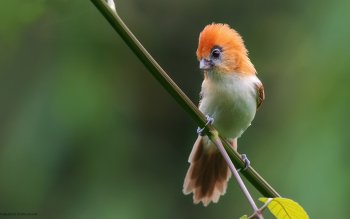 1786 鸟高清壁纸 桌面背景 Wallpaper Abyss 页面18