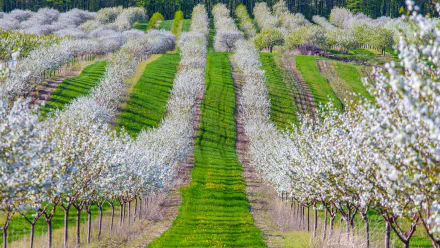 tree-lined white flower tree nature blossom field HD Desktop Wallpaper | Background Image