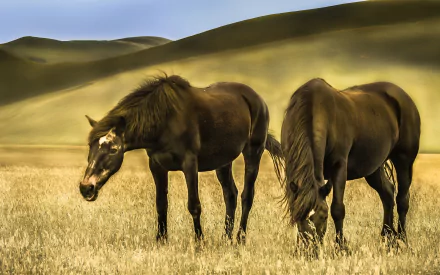 HD desktop wallpaper of two horses grazing on grassy hills under a soft, muted sky.