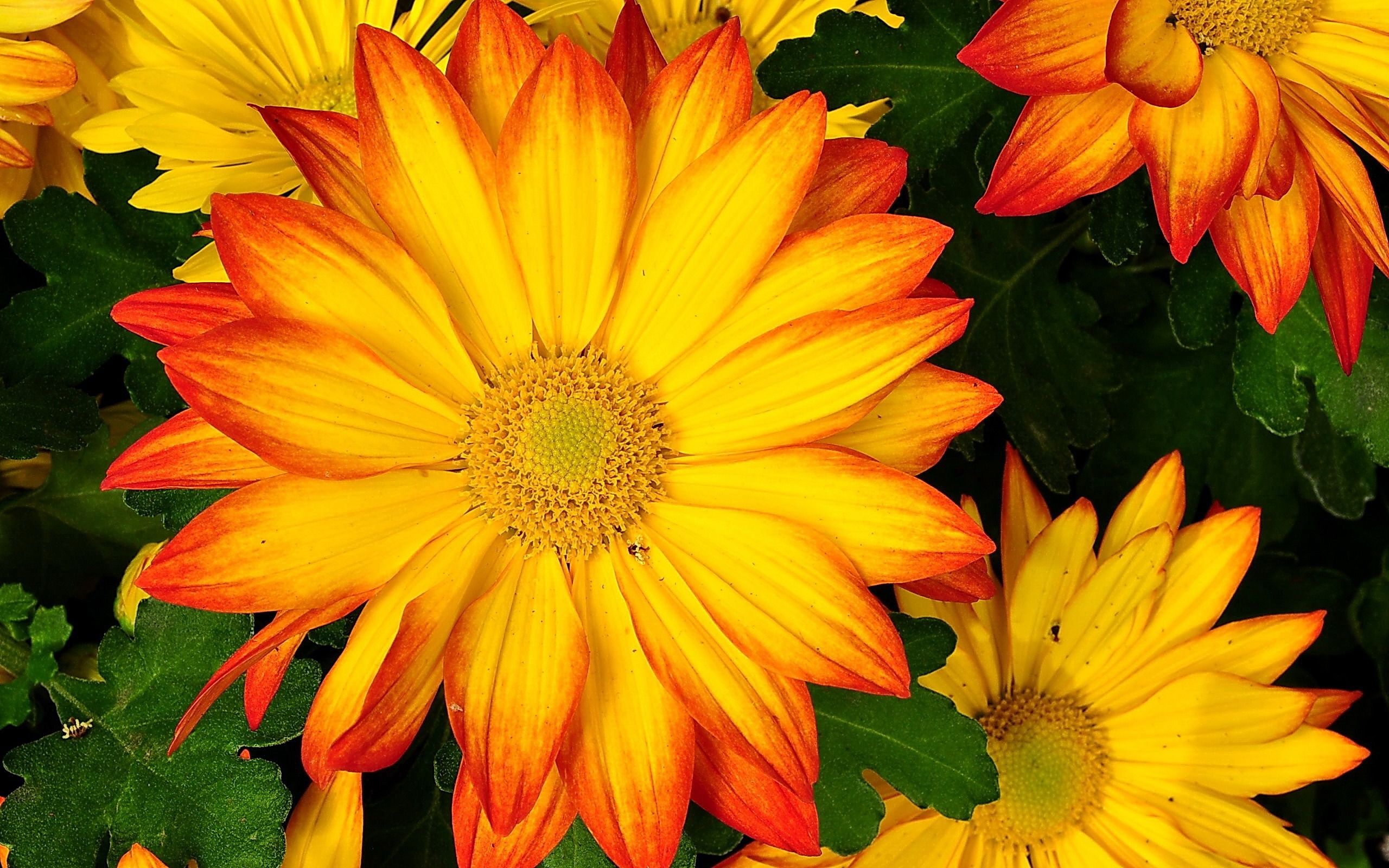 Daisy HD Wallpaper