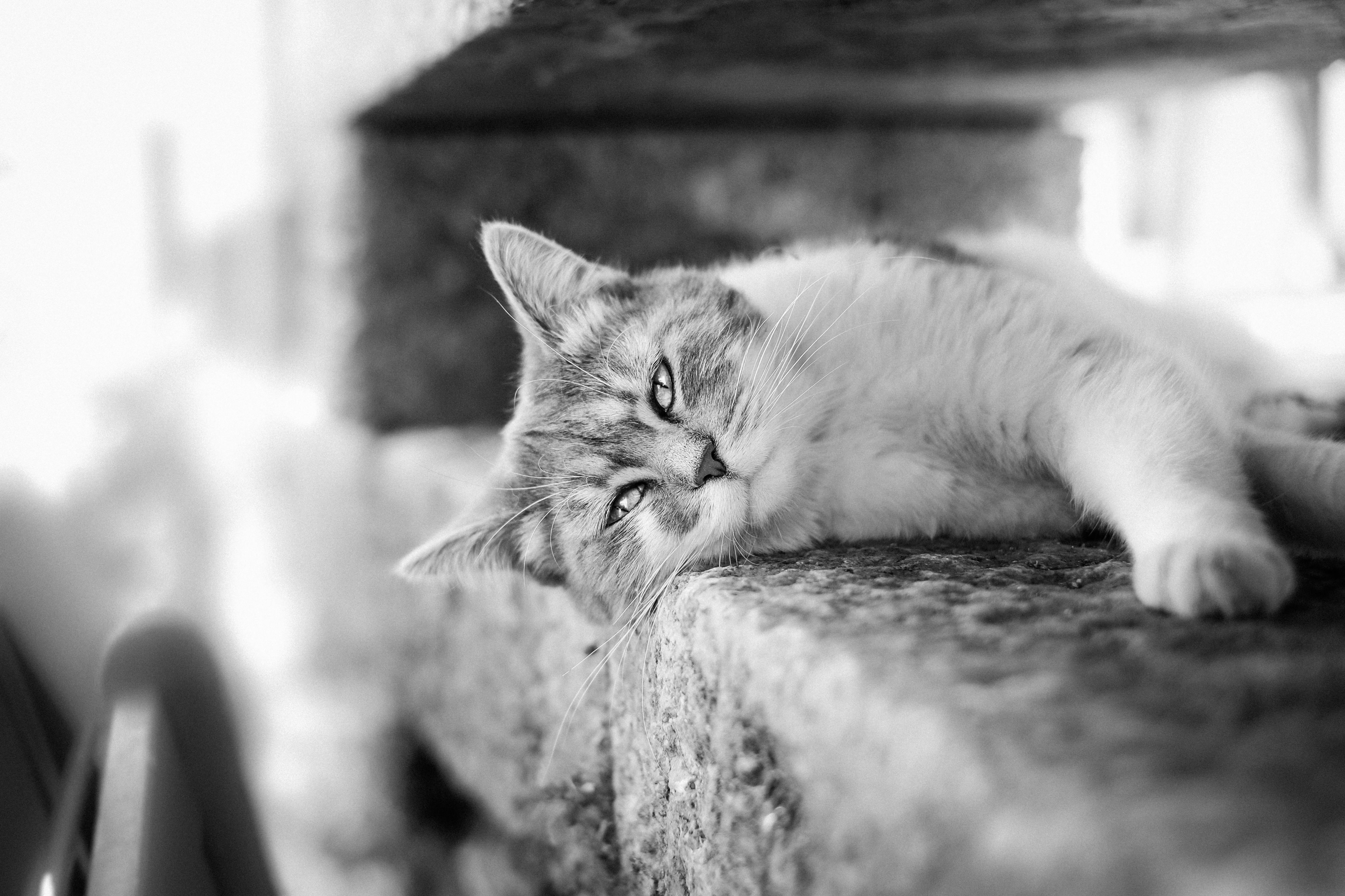 Black And White Desktop Wallpaper For My Cats Charming Black & White