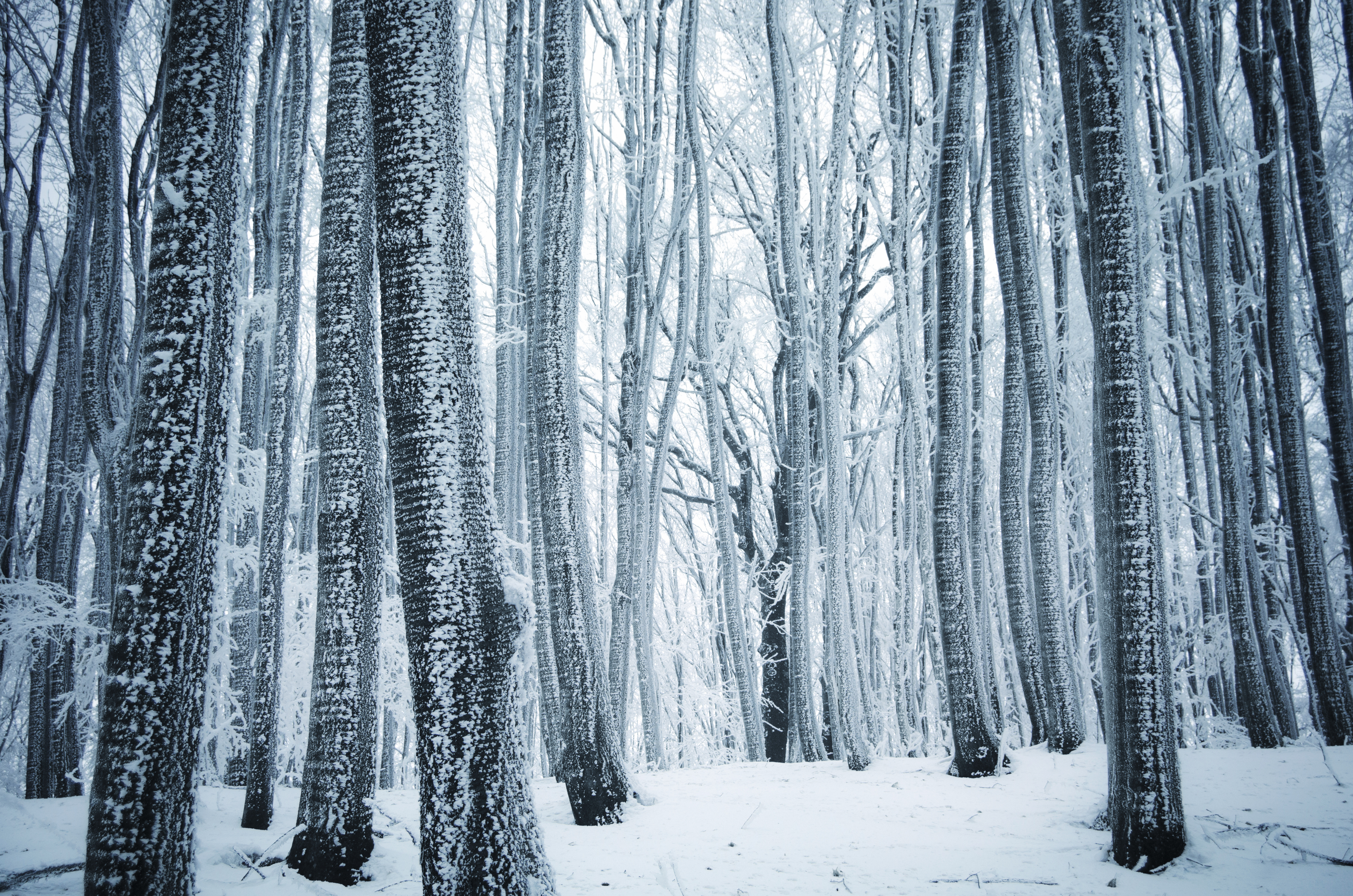 snow forest wallpaper