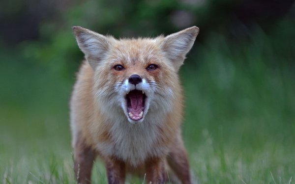 Animal Fox Blur HD Wallpaper | Background Image