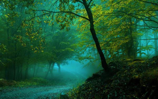 HD wallpaper features a foggy forest with a gravel path winding through lush green trees and foliage, creating a serene and mystical nature scene.