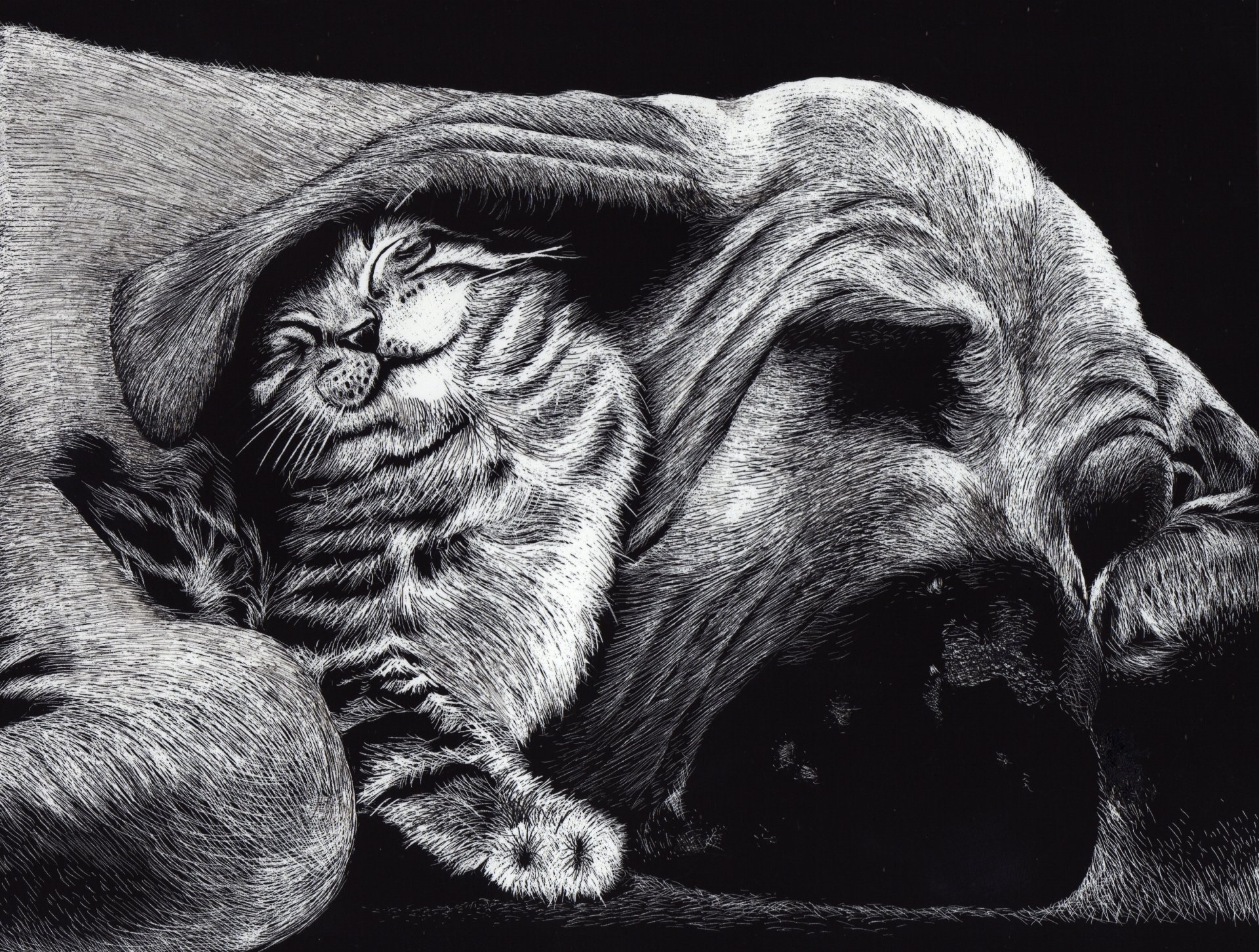 Black and white HD desktop wallpaper showing a sleeping basset hound and a content cat cuddled together, showcasing a peaceful bond between dog and cat.