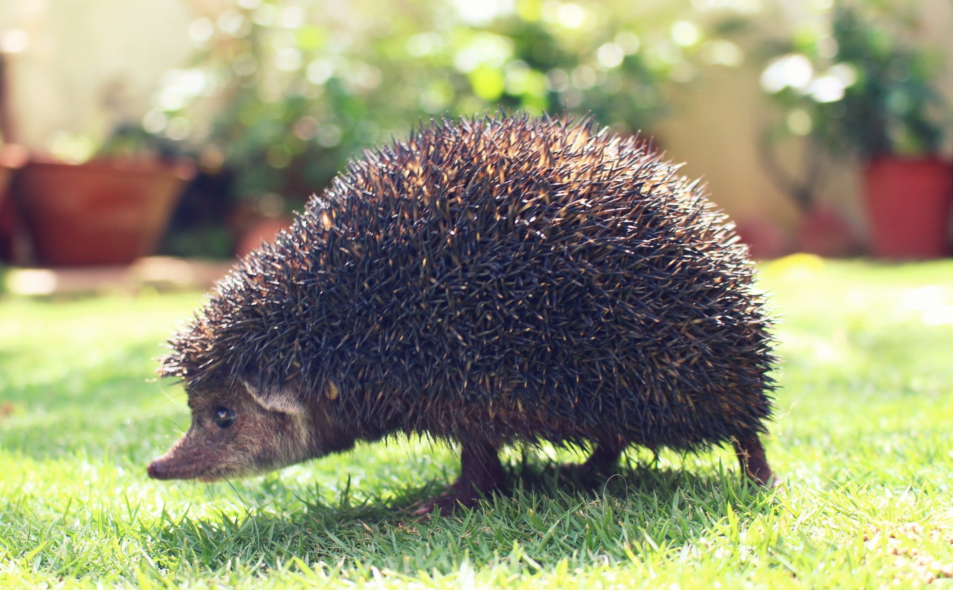 A hedgehog stands on sunny, green grass with blurred plants in the background, captured in 4K Ultra HD clarity for a vivid PC desktop wallpaper.