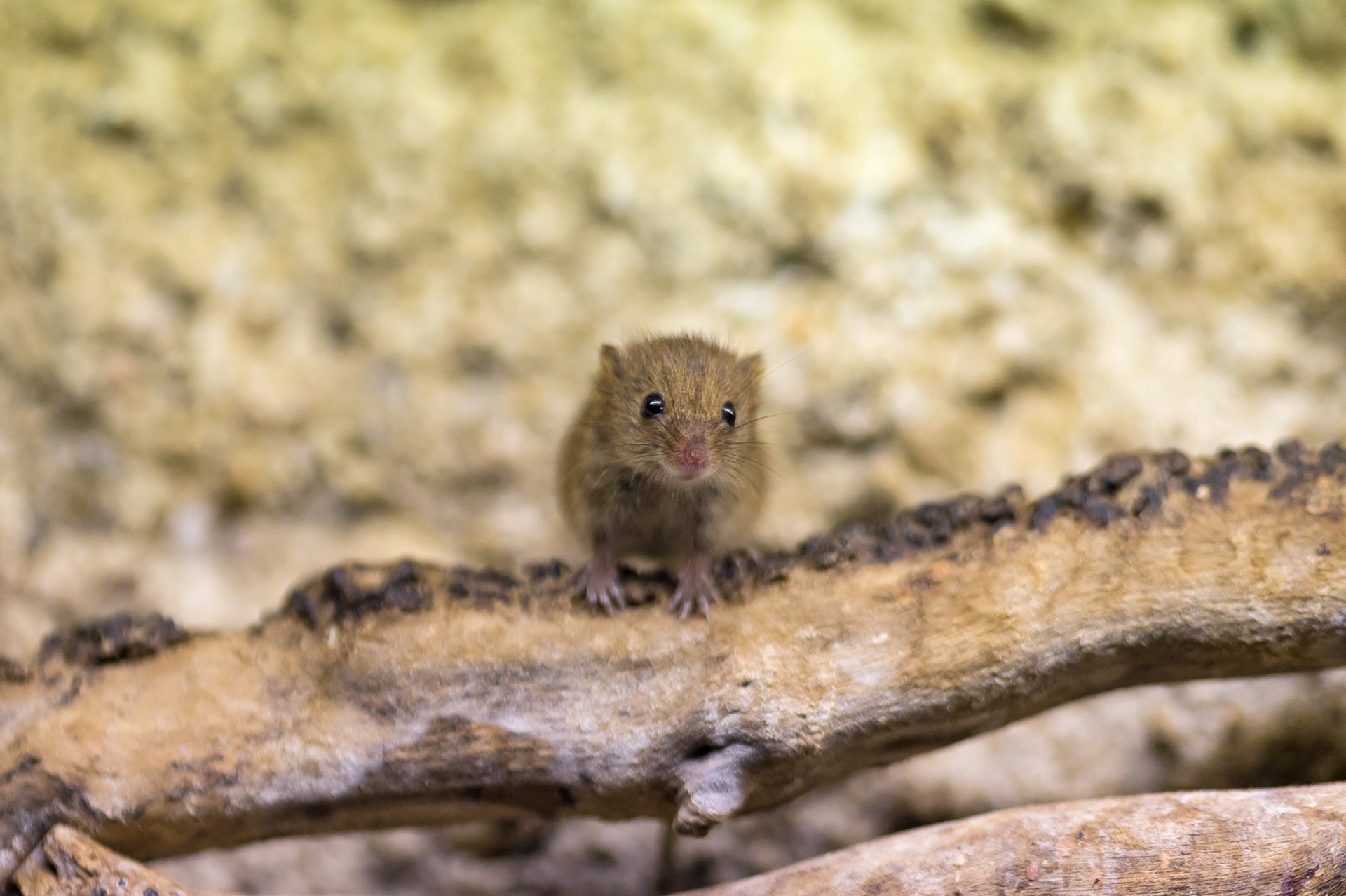 Download Rodent Animal Mouse HD Wallpaper