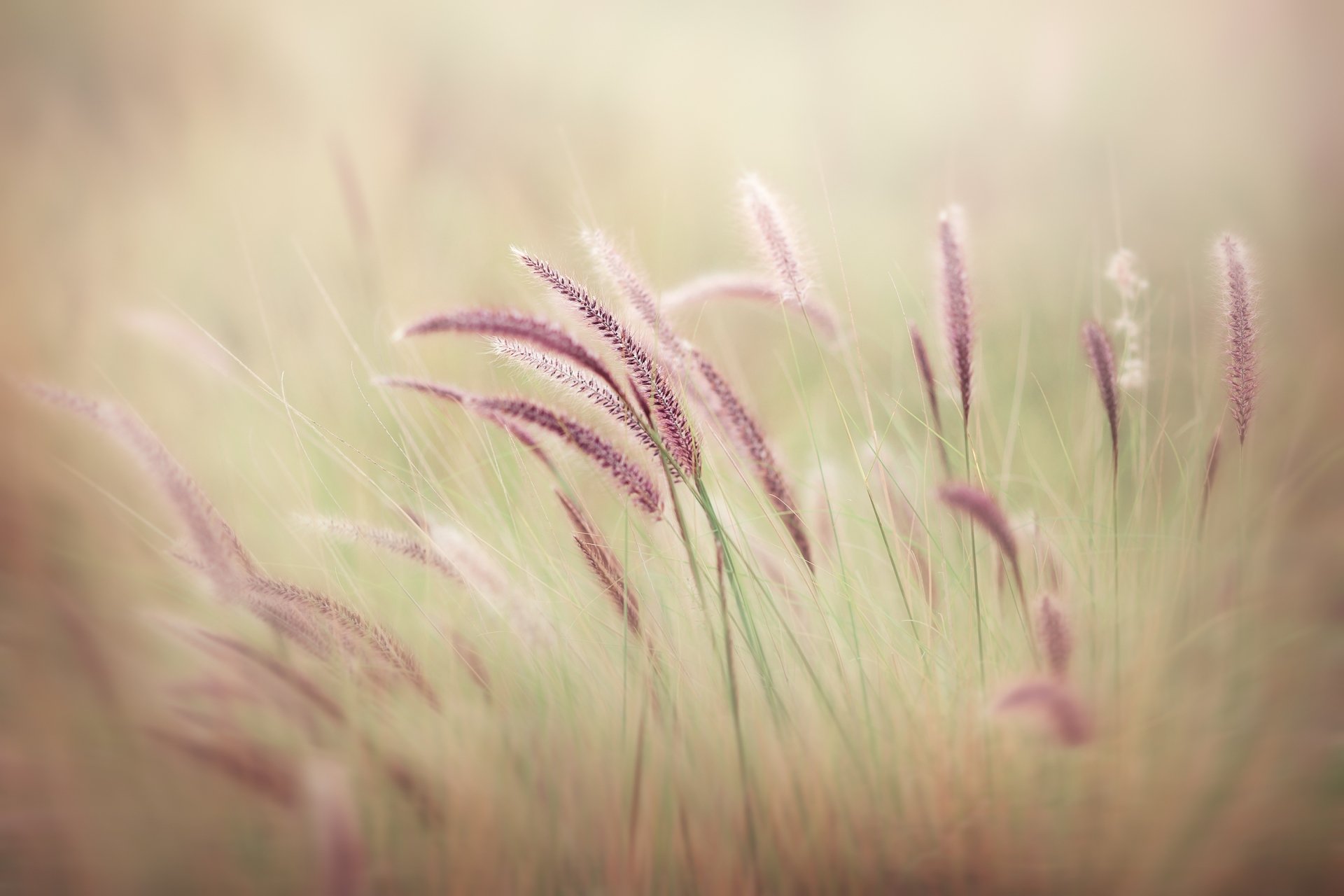 Download Nature Plant HD Wallpaper