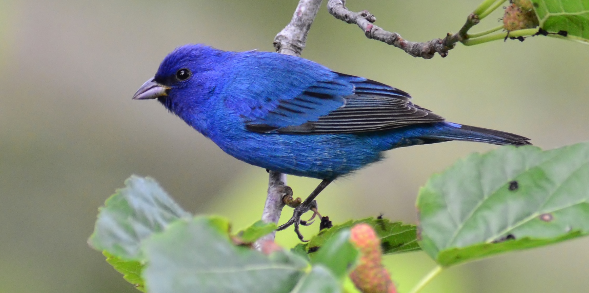 Download Bird Animal Indigo Bunting HD Wallpaper