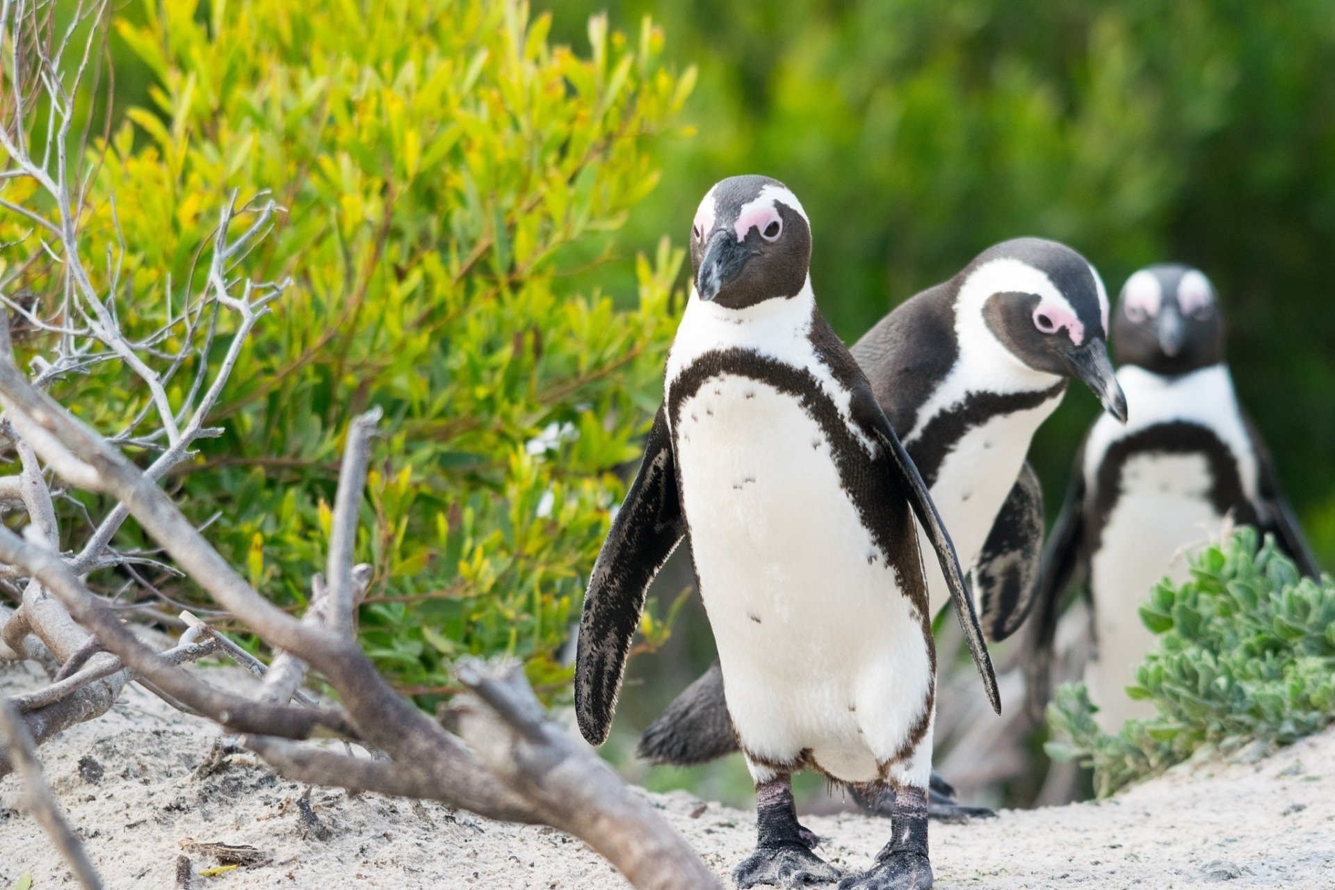 HD PC desktop wallpaper featuring three penguins walking on sandy terrain with green foliage in the background.