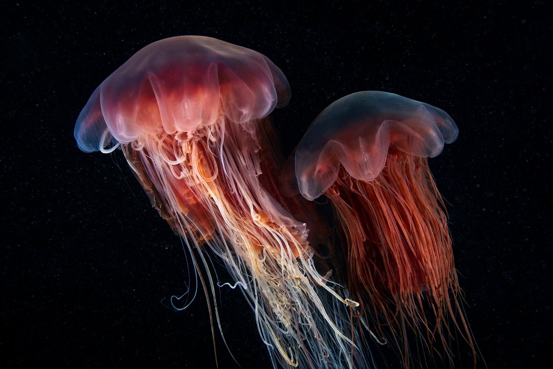 Download Animal Jellyfish HD Wallpaper by Alexander Semenov