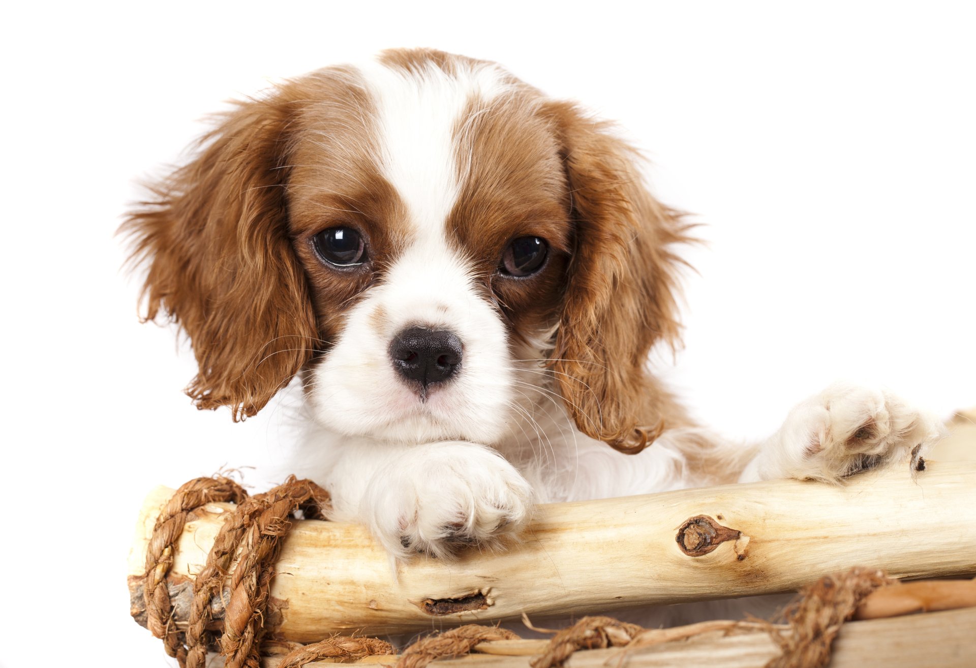 Close-up of a King Charles Spaniel puppy resting its paws on a rustic wooden branch, captured in 8K Ultra HD detail against a white background.