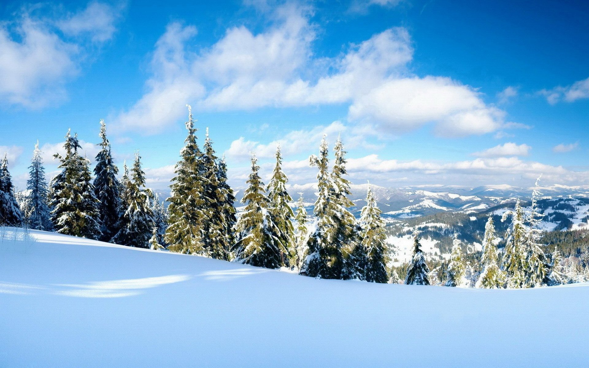 Download Snow Forest Tree Nature Winter HD Wallpaper | 1920x1200 ...