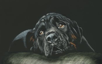 55 Rottweiler Hd Wallpapers Background Images Wallpaper Abyss