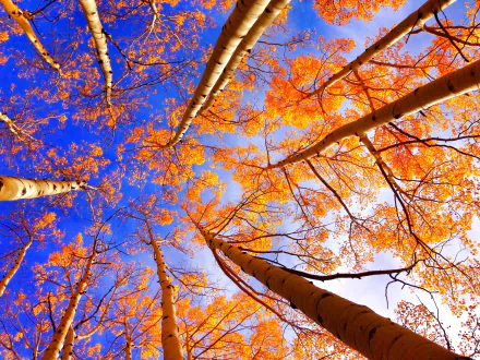 treetops tree nature fall HD Desktop Wallpaper | Background Image