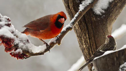 A vibrant northern cardinal perched on a snow-covered branch in winter, captured in HD for a striking PC desktop wallpaper background.