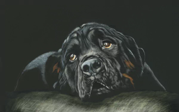HD desktop wallpaper of a Rottweiler with a prominently featured muzzle, resting its head and gazing forward with a contemplative expression. Background is dark, highlighting the dog's features.