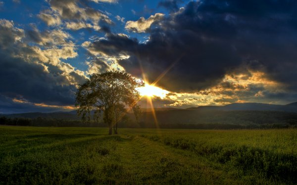 Earth Field Nature Tree Lonely Tree Cloud Summer Sunbeam HD Wallpaper | Background Image