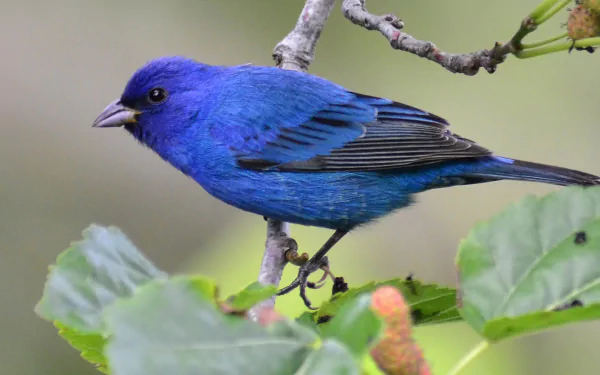branch blue bird Animal Indigo Bunting HD Desktop Wallpaper | Background Image