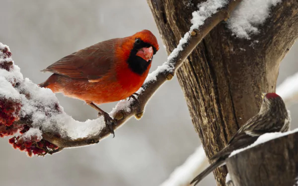A vibrant northern cardinal perched on a snow-covered branch in winter, captured in HD for a striking PC desktop wallpaper background.