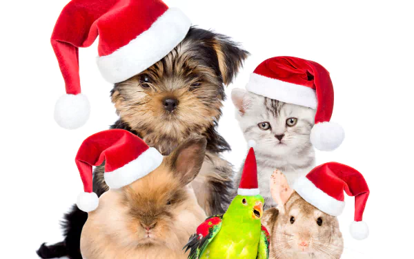 A 4K Ultra HD desktop wallpaper featuring a puppy, kitten, guinea pig, hamster, and parrot, all wearing festive red Santa hats for Christmas.