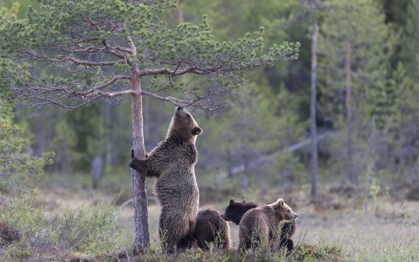 Animal Bear Bears Tree Cub Baby Animal HD Wallpaper | Background Image