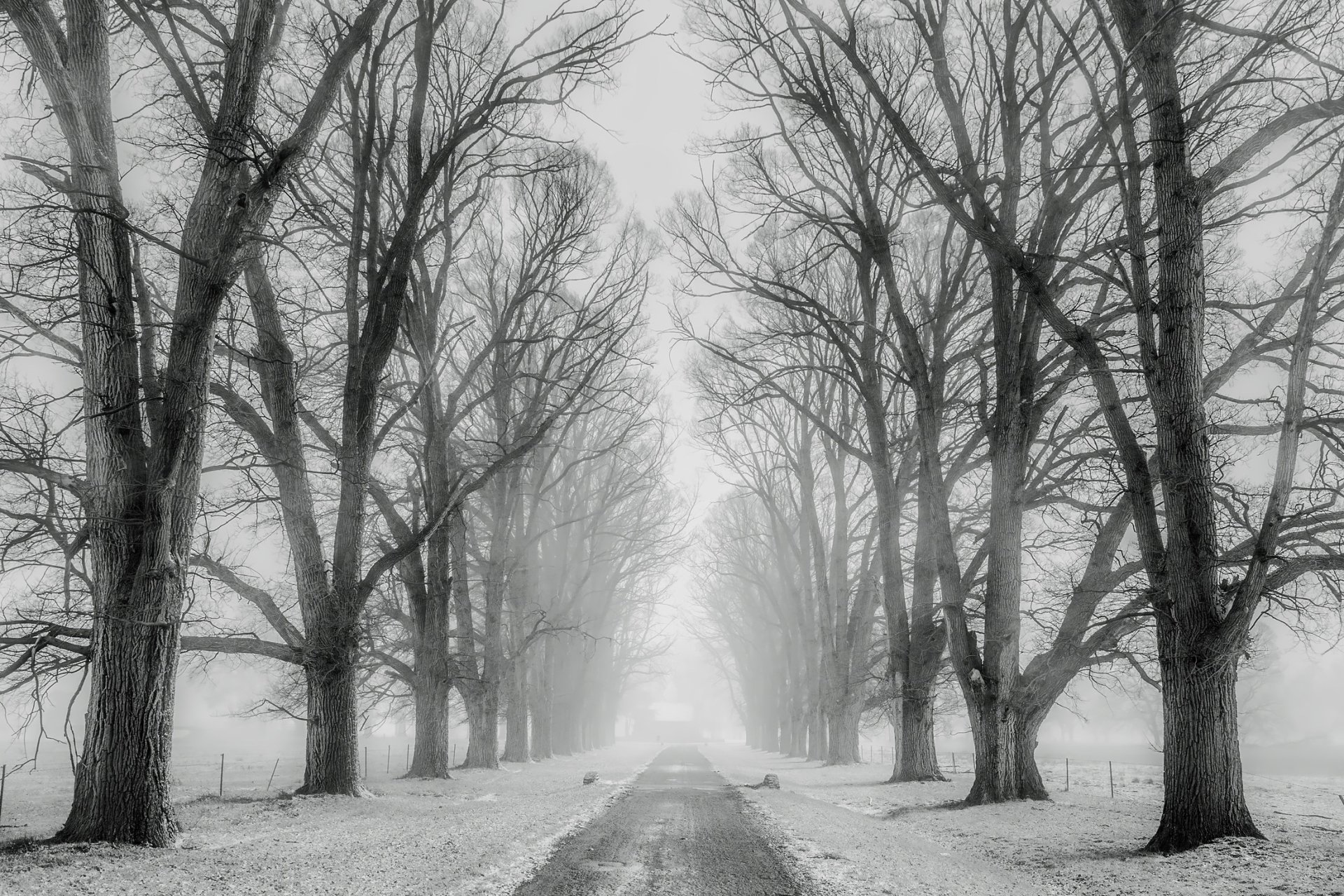 Black and white HD desktop wallpaper of a tree-lined road covered in snow, creating a serene winter nature scene.