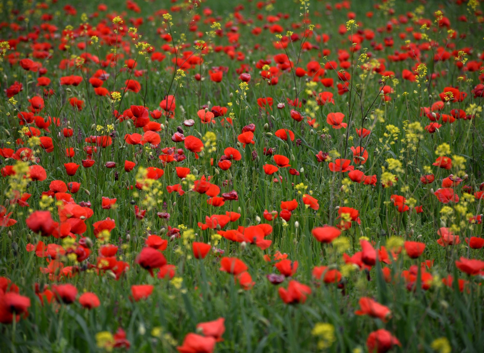 Download Meadow Summer Red Flower Flower Nature Poppy 4k Ultra HD Wallpaper