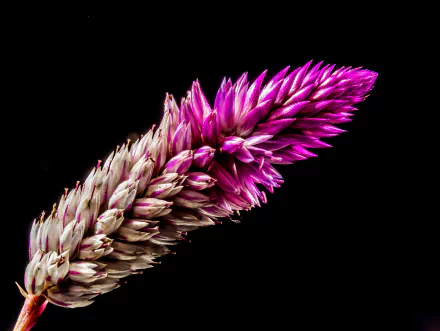 wildflower purple flower nature flower HD Desktop Wallpaper | Background Image